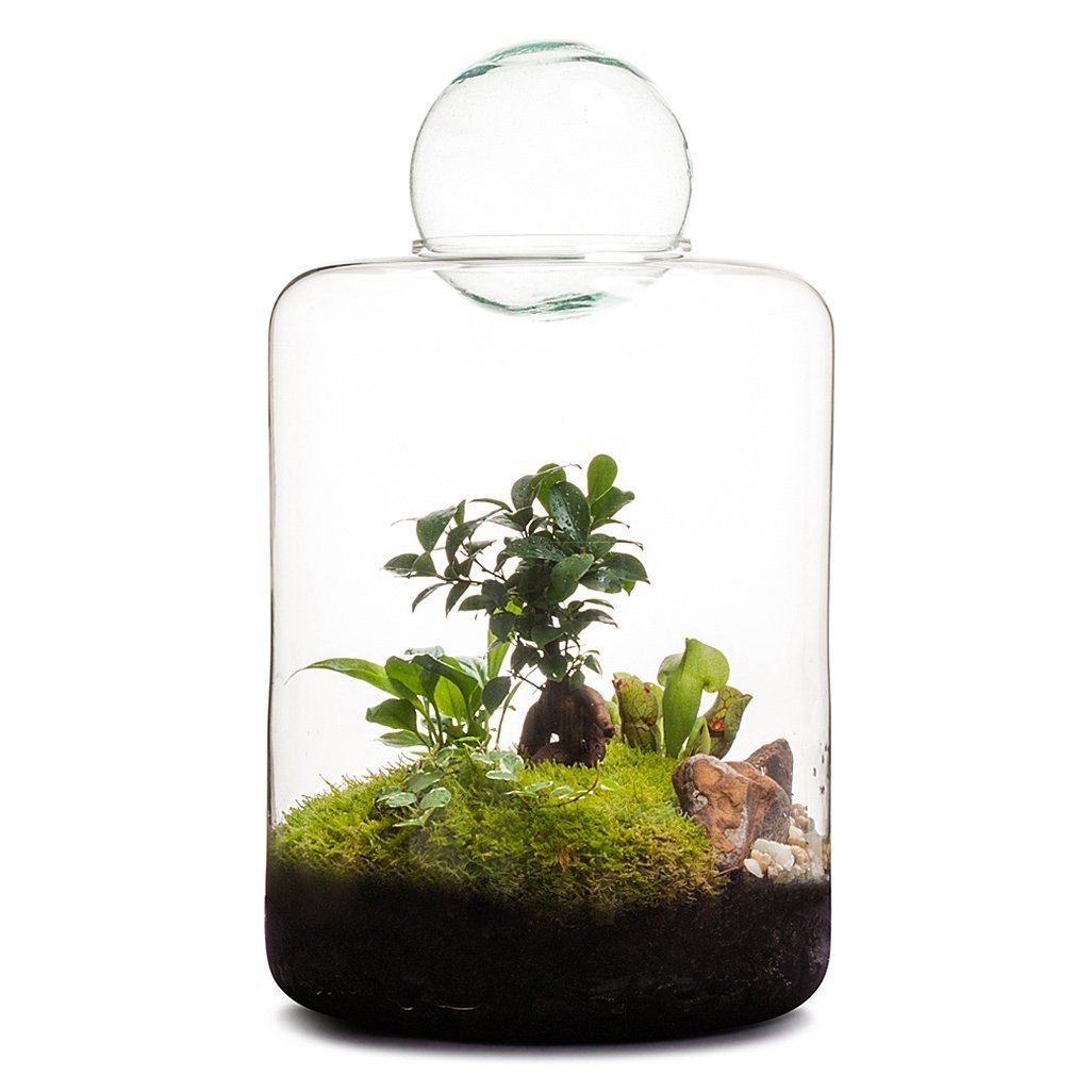 Garden of Eden Terrarium صورة مصغرة