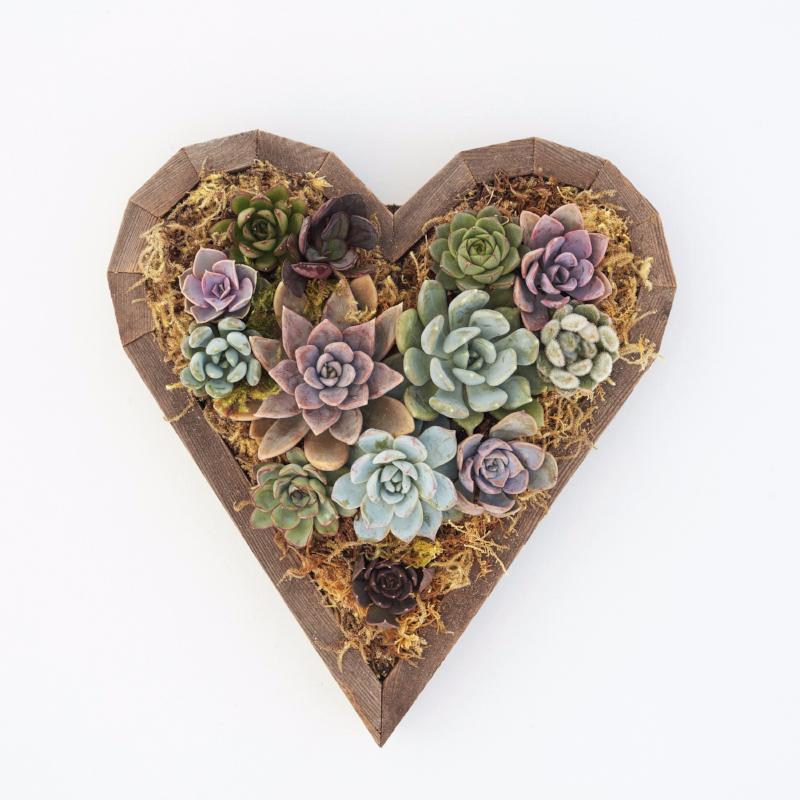 Succulent Heart Redwood Kit