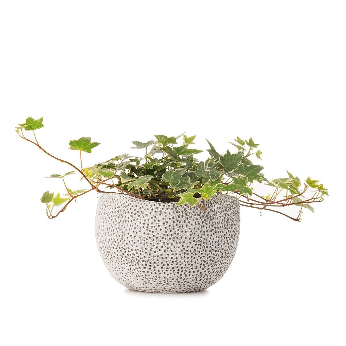 Vaso de Coral Ivy