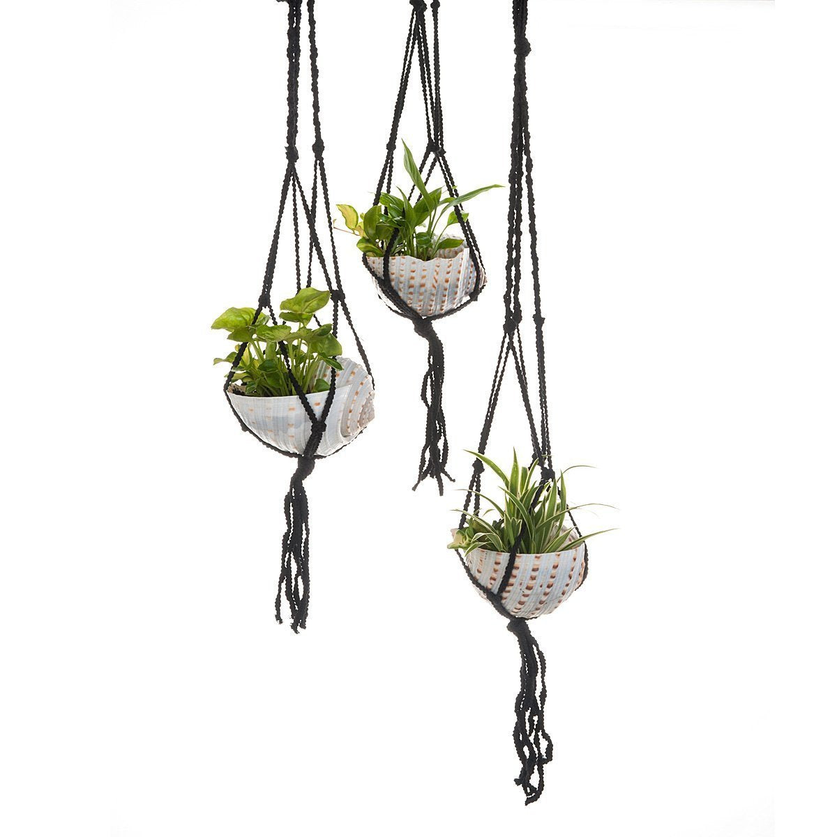 Macramé Shell Hanging Planter  thumbnail