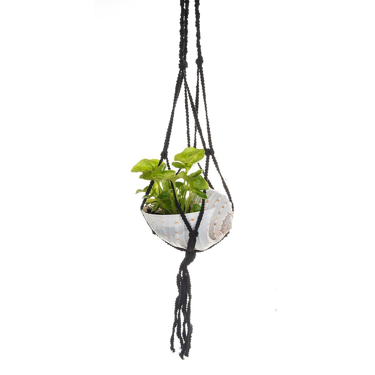 Macramé Shell Hanging Planter  thumbnail