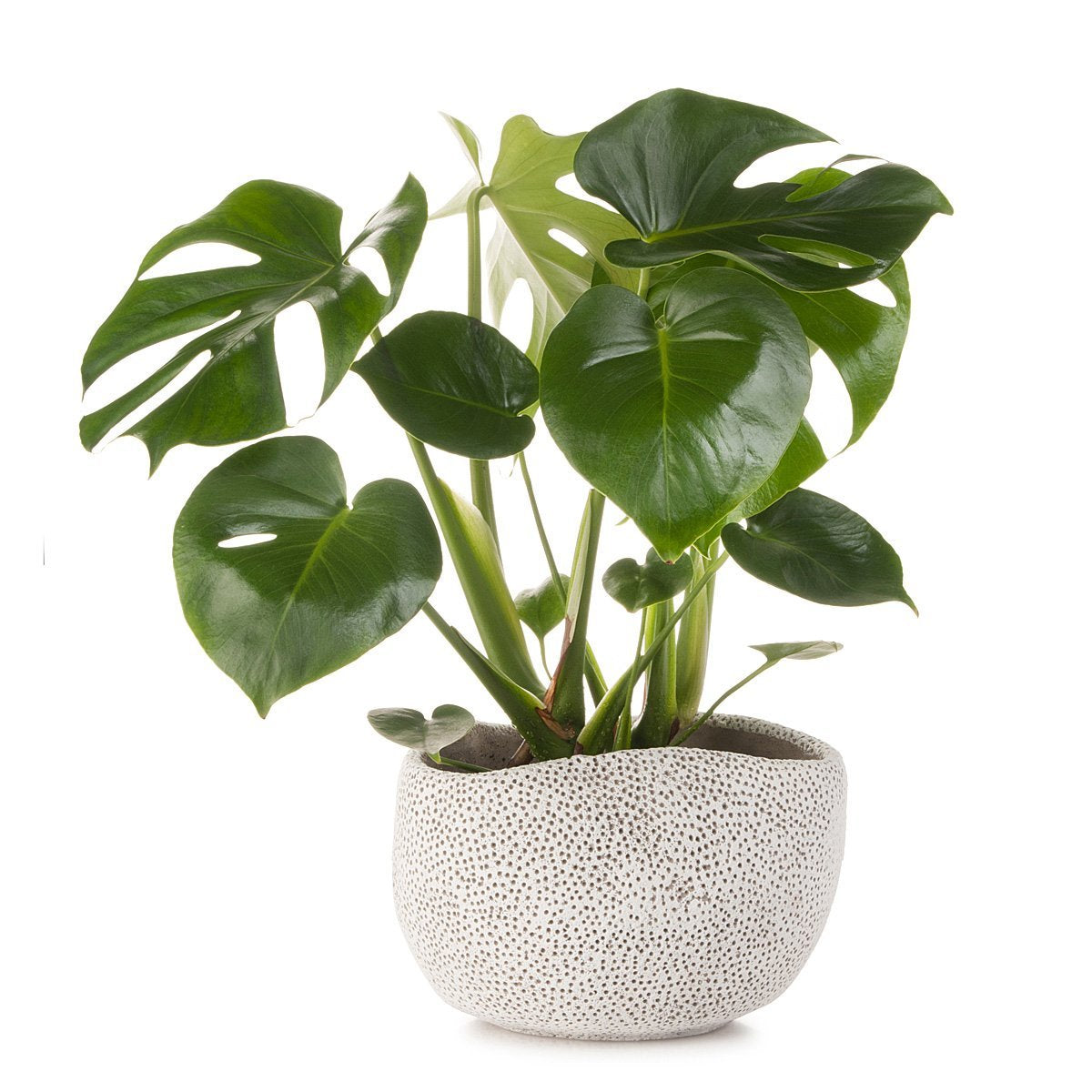 Cachepot Monstera Coral
