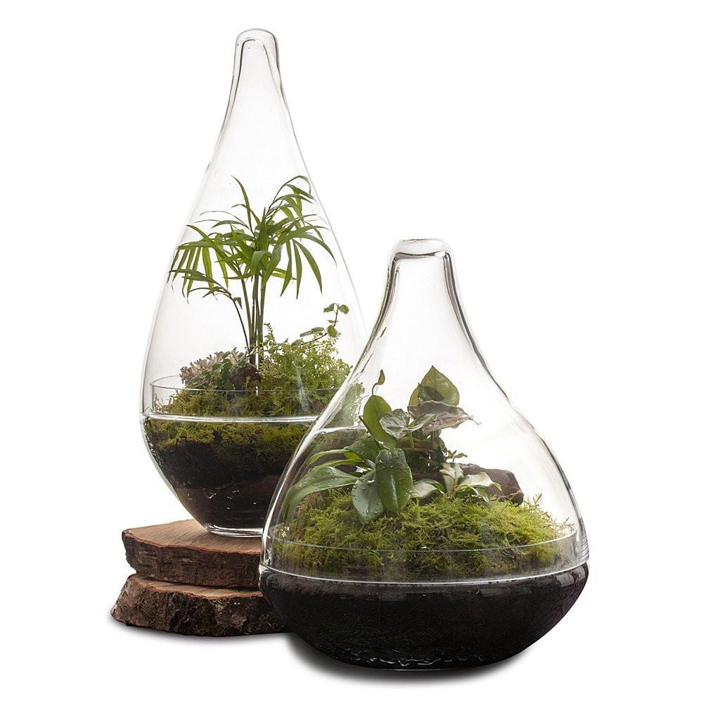 Pixie Terrarium صورة مصغرة
