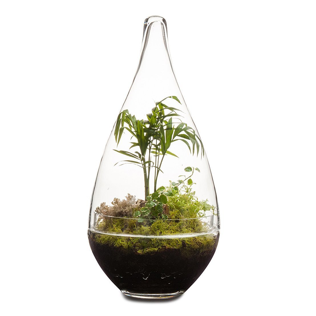 Pixie Terrarium صورة مصغرة