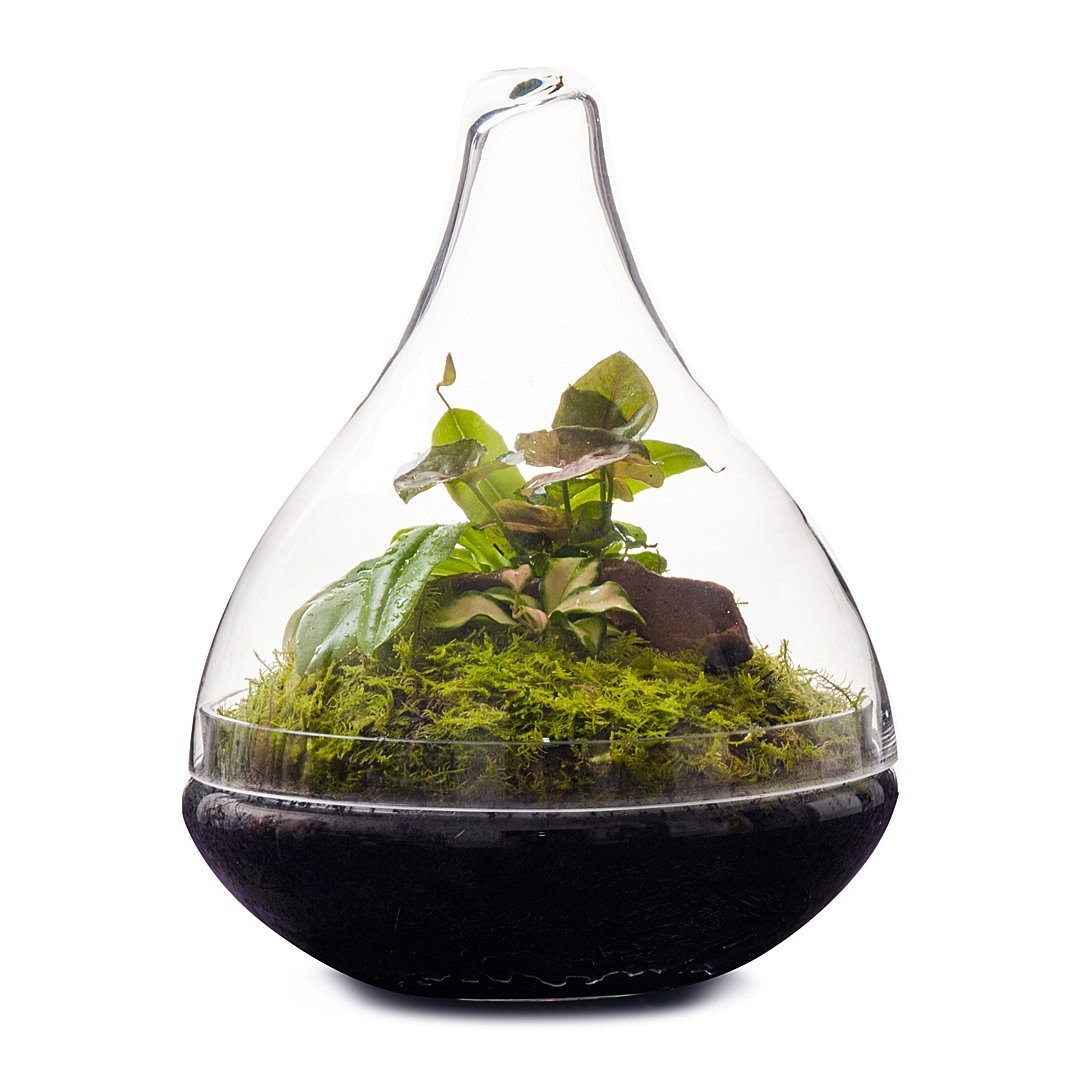 Pixie Terrarium صورة مصغرة