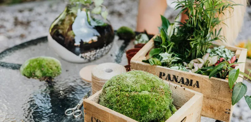 Product gallery terrarium 2