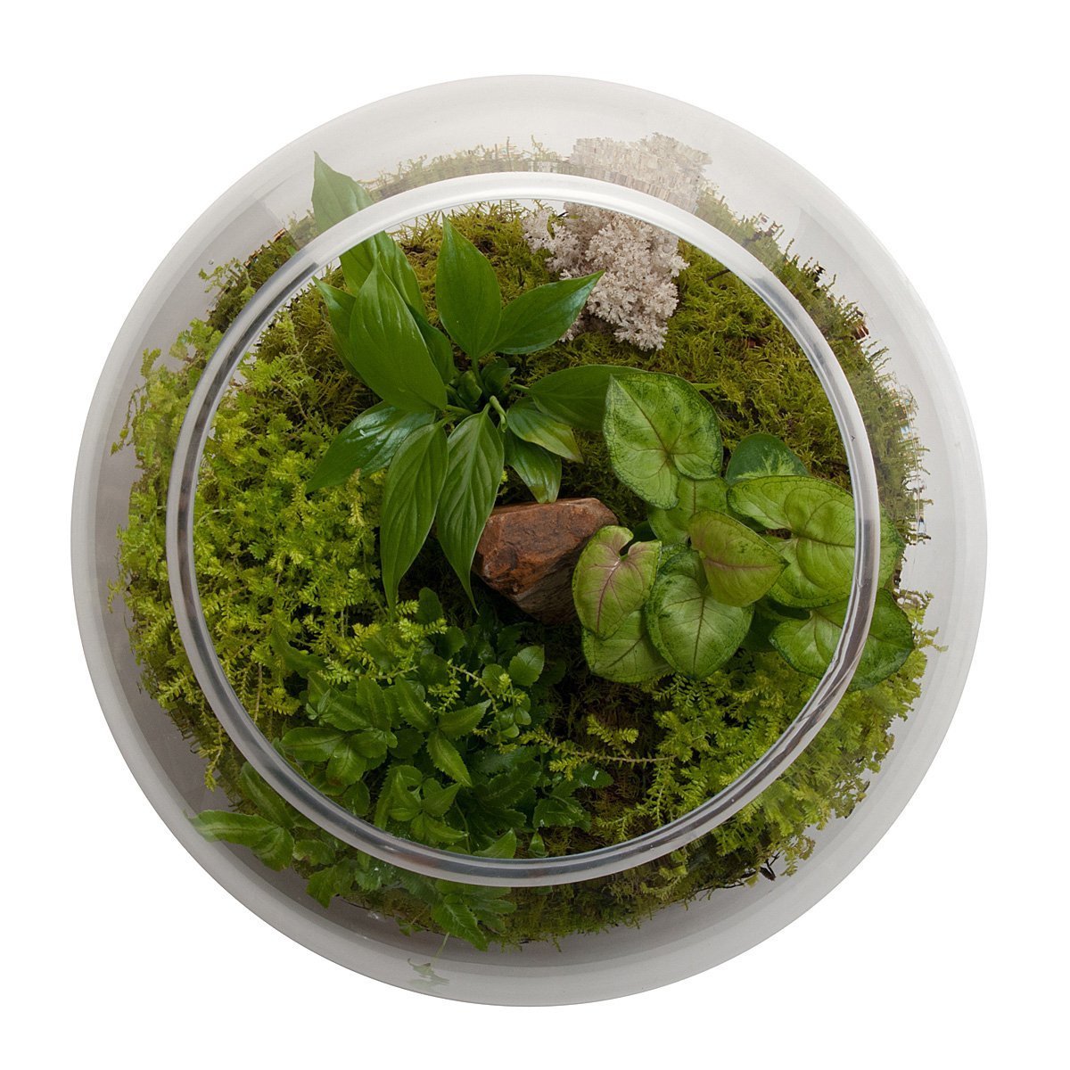 Revival Fishbowl Terrarium thumbnail