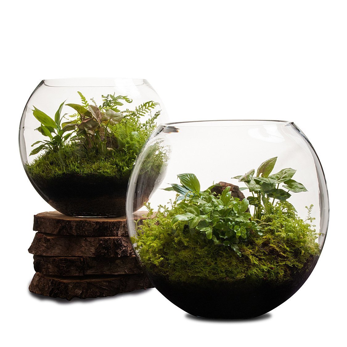 Revival Fishbowl Terrarium thumbnail