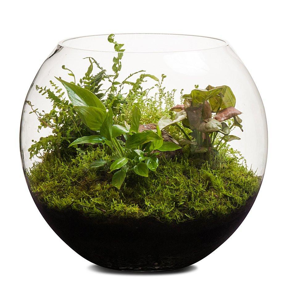 Revival Fishbowl Terrarium thumbnail