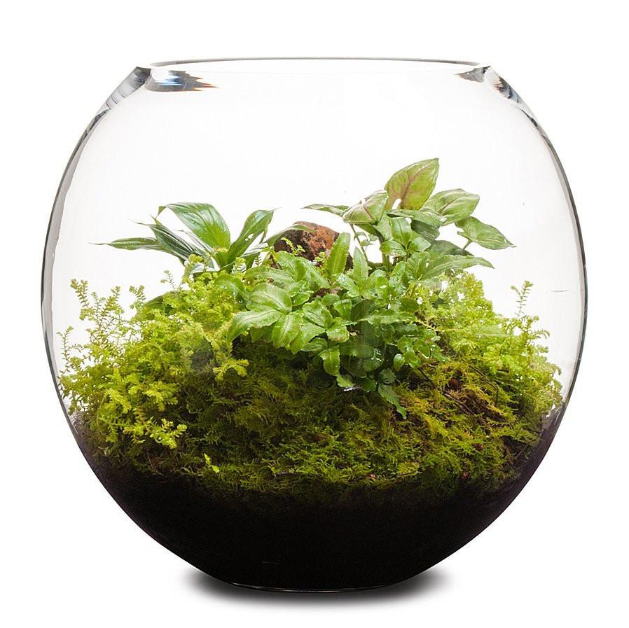Revival Fishbowl Terrarium thumbnail