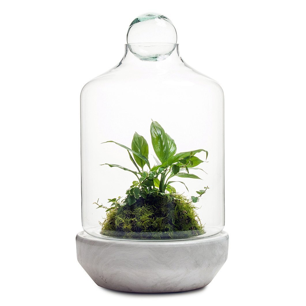 San Jose Terrarium thumbnail