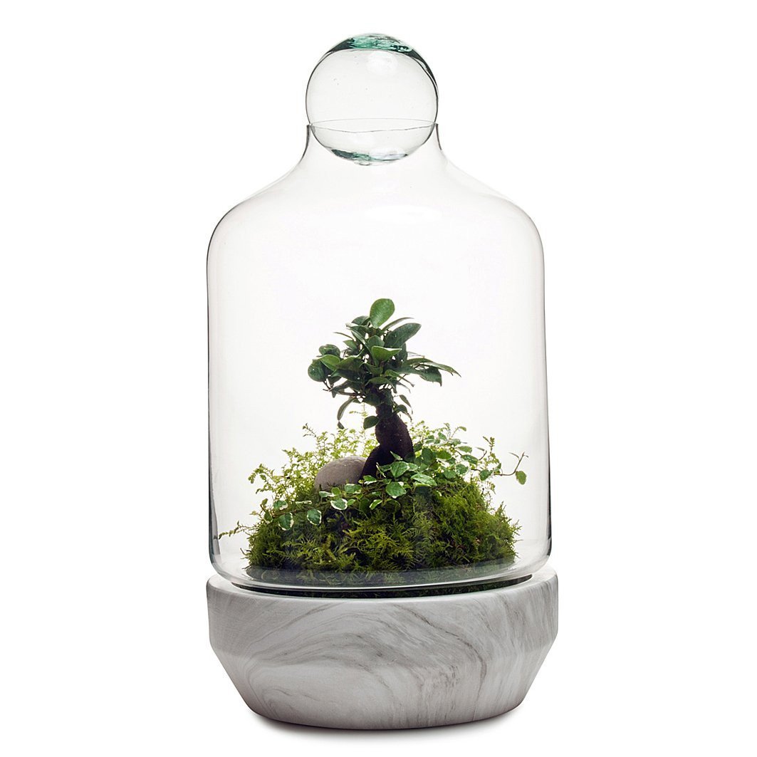 San Jose Terrarium thumbnail