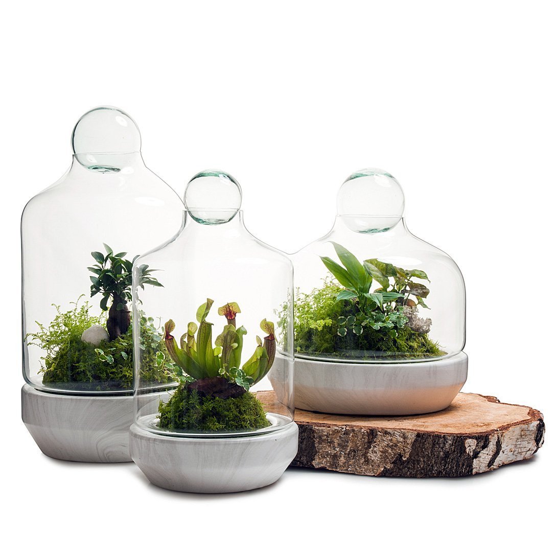 San Jose Terrarium thumbnail