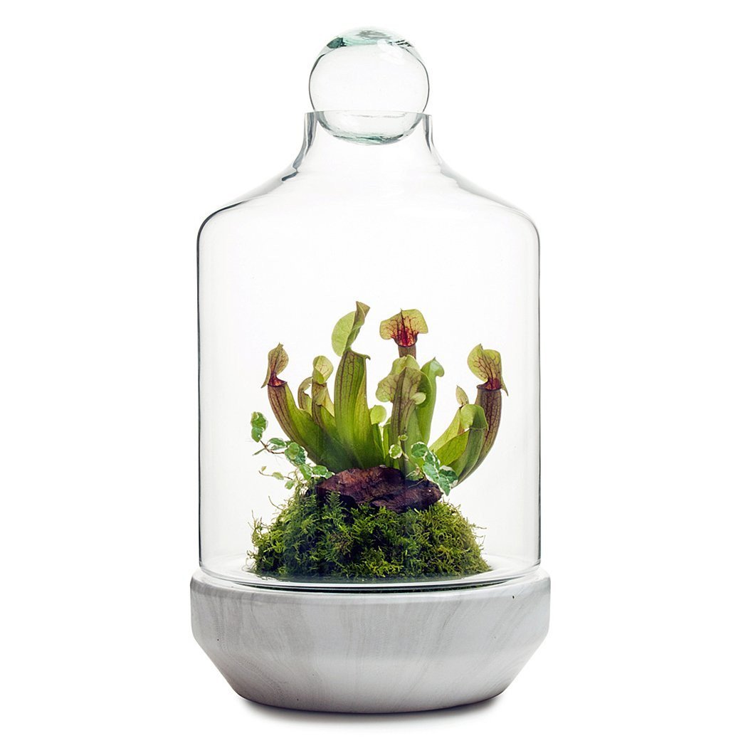 San Jose Terrarium thumbnail