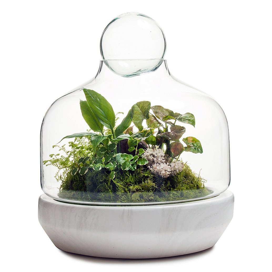 San Jose Terrarium thumbnail