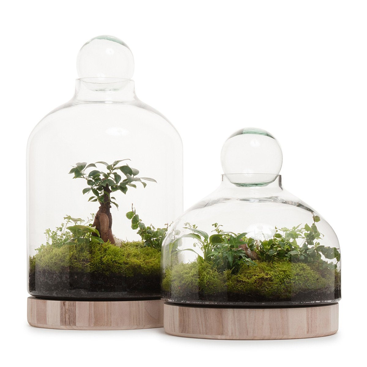 San Jose Holzterrarium