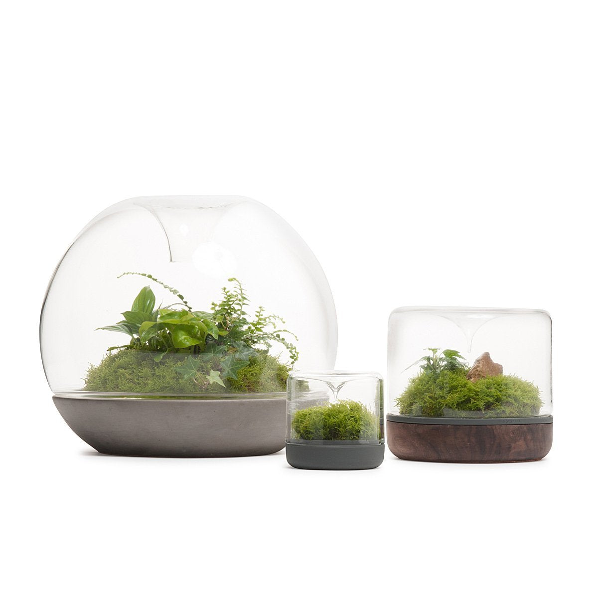 White Small Sanctuary Rainforest Terrarium