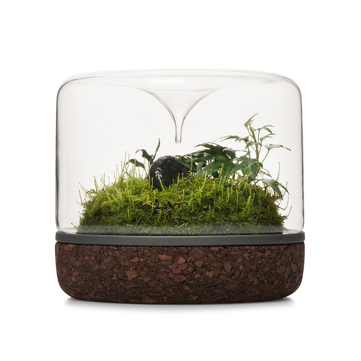 Terrario de Selva Santuario