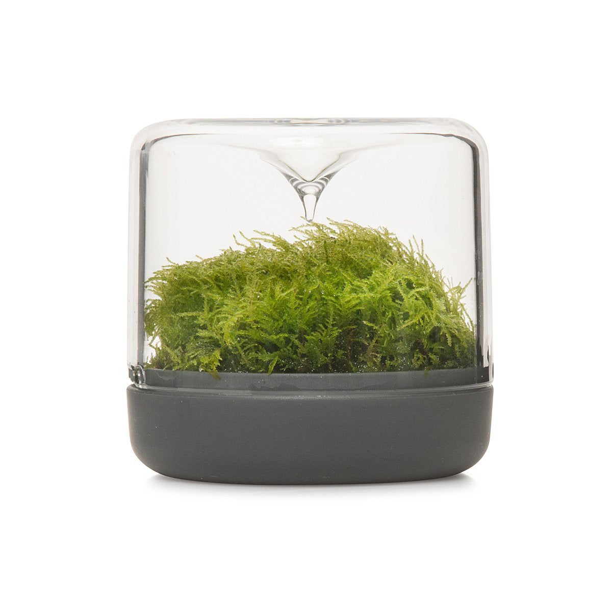 Kleines Regenwald-Terrarium „Sanctuary“ in Anthrazit
