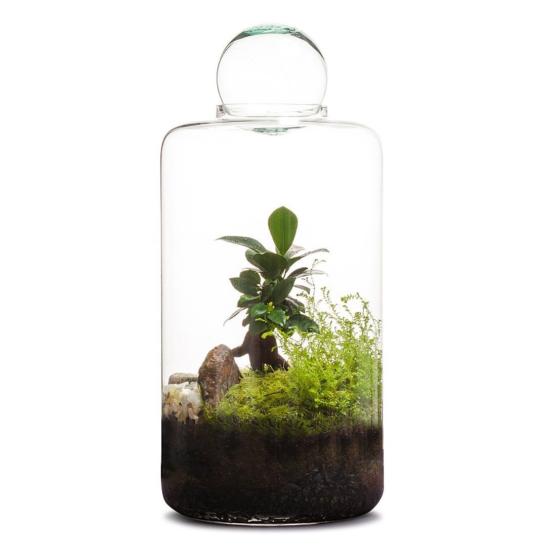 Small Capsule Terrarium miniaturansicht