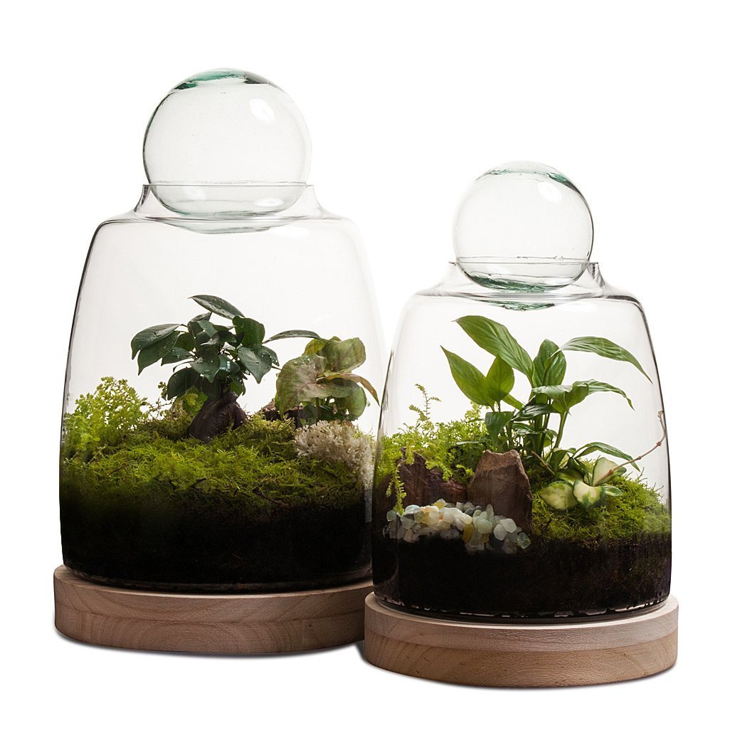 Soho Terrarium thumbnail