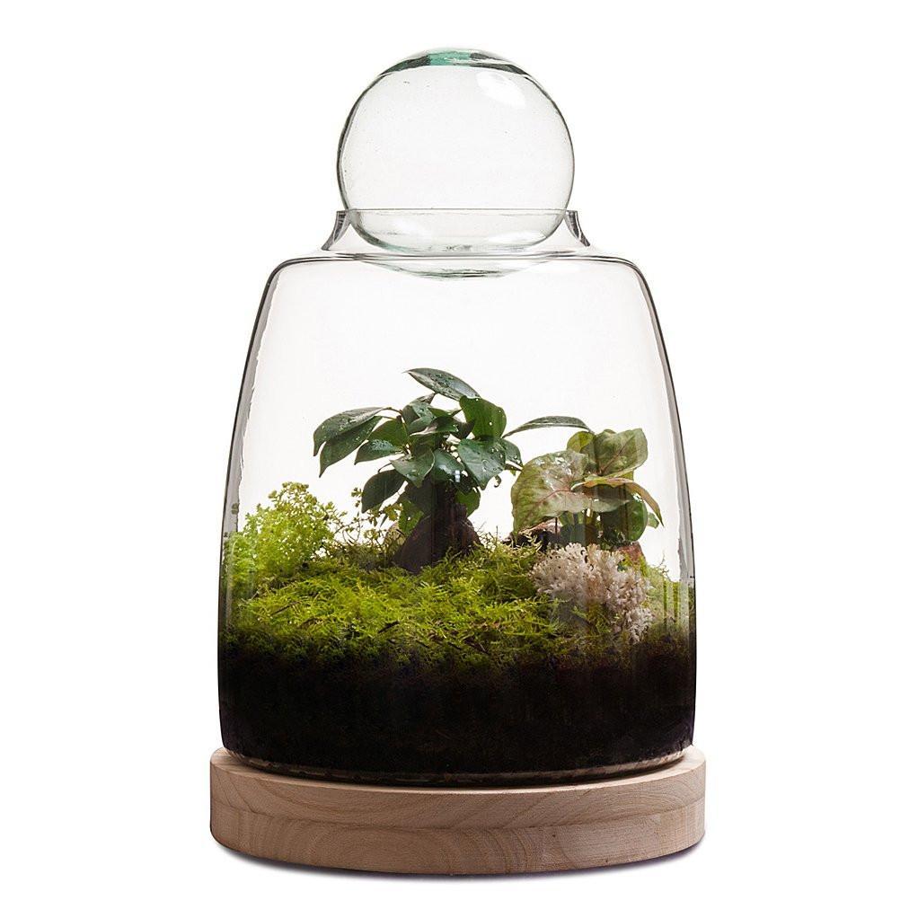 Soho Terrarium thumbnail