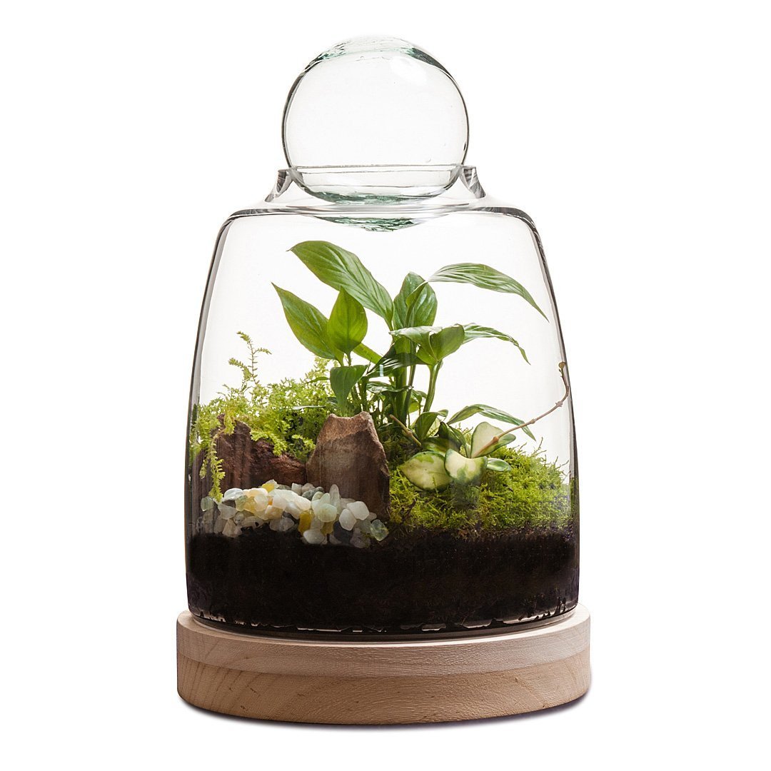 Soho Terrarium thumbnail