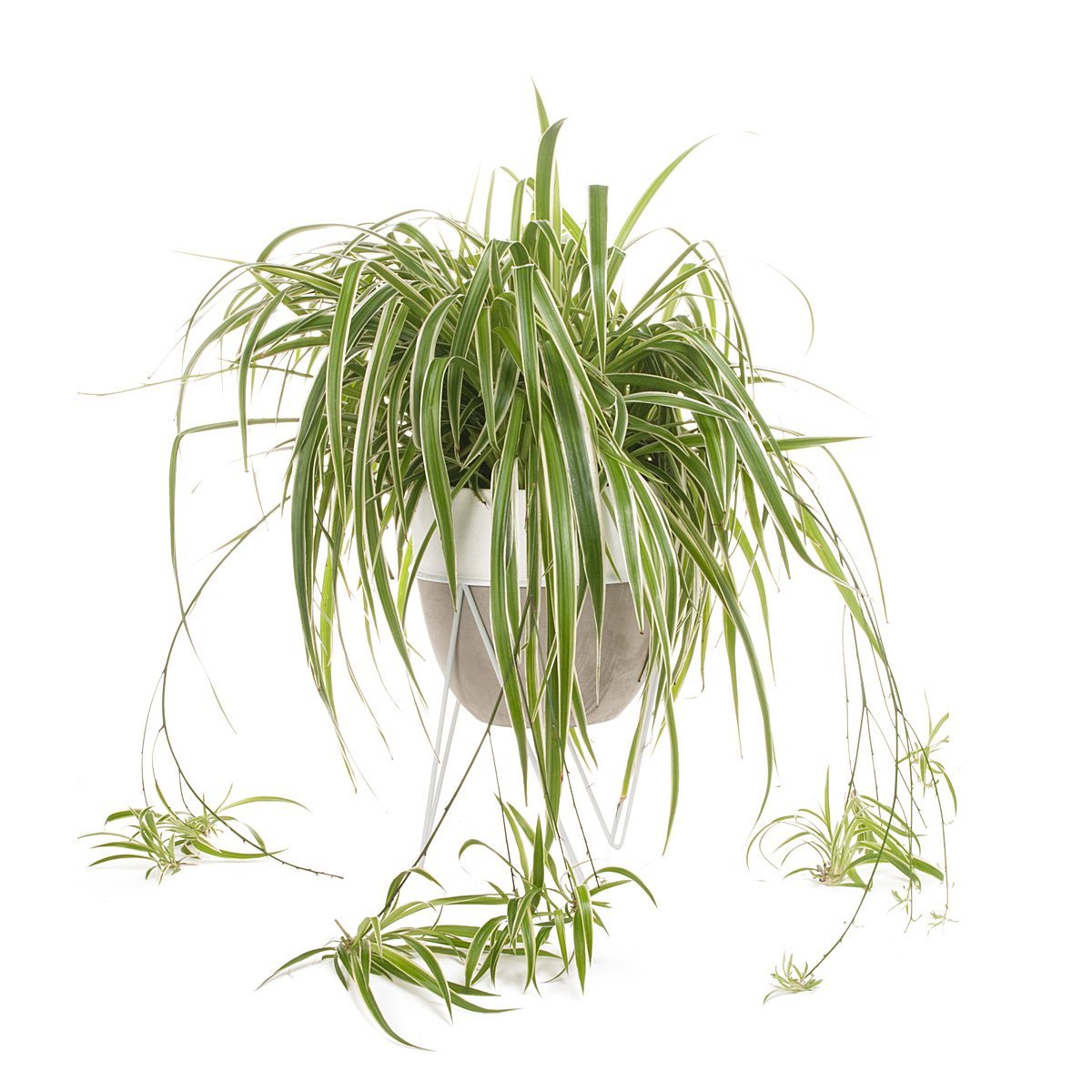 Vaso de Concreto para Planta Aranha com Suporte