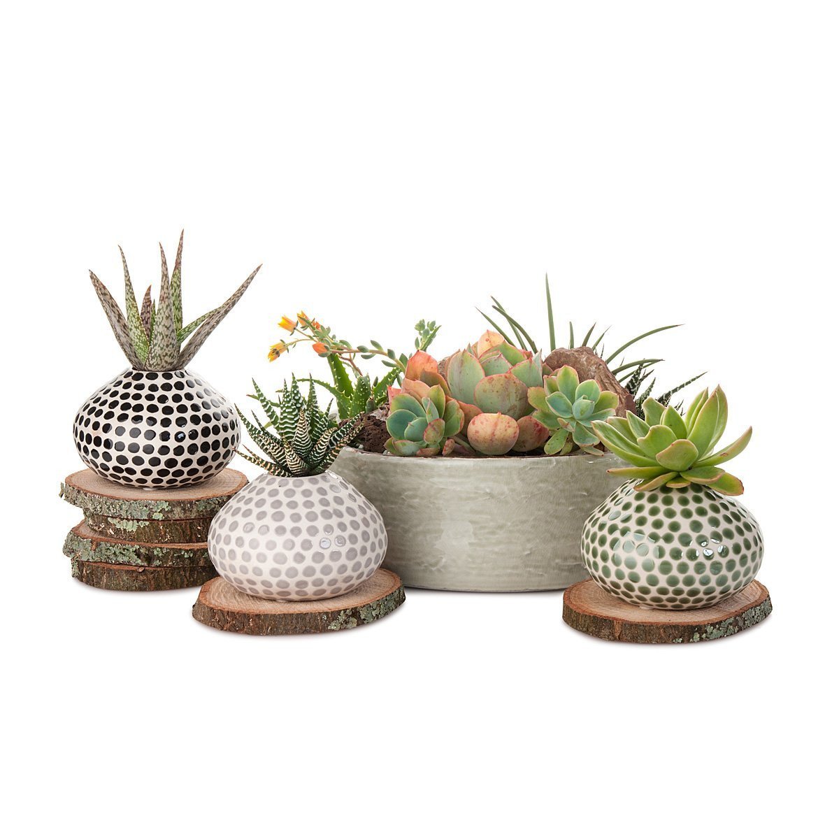 Succulent Spots Planter thumbnail