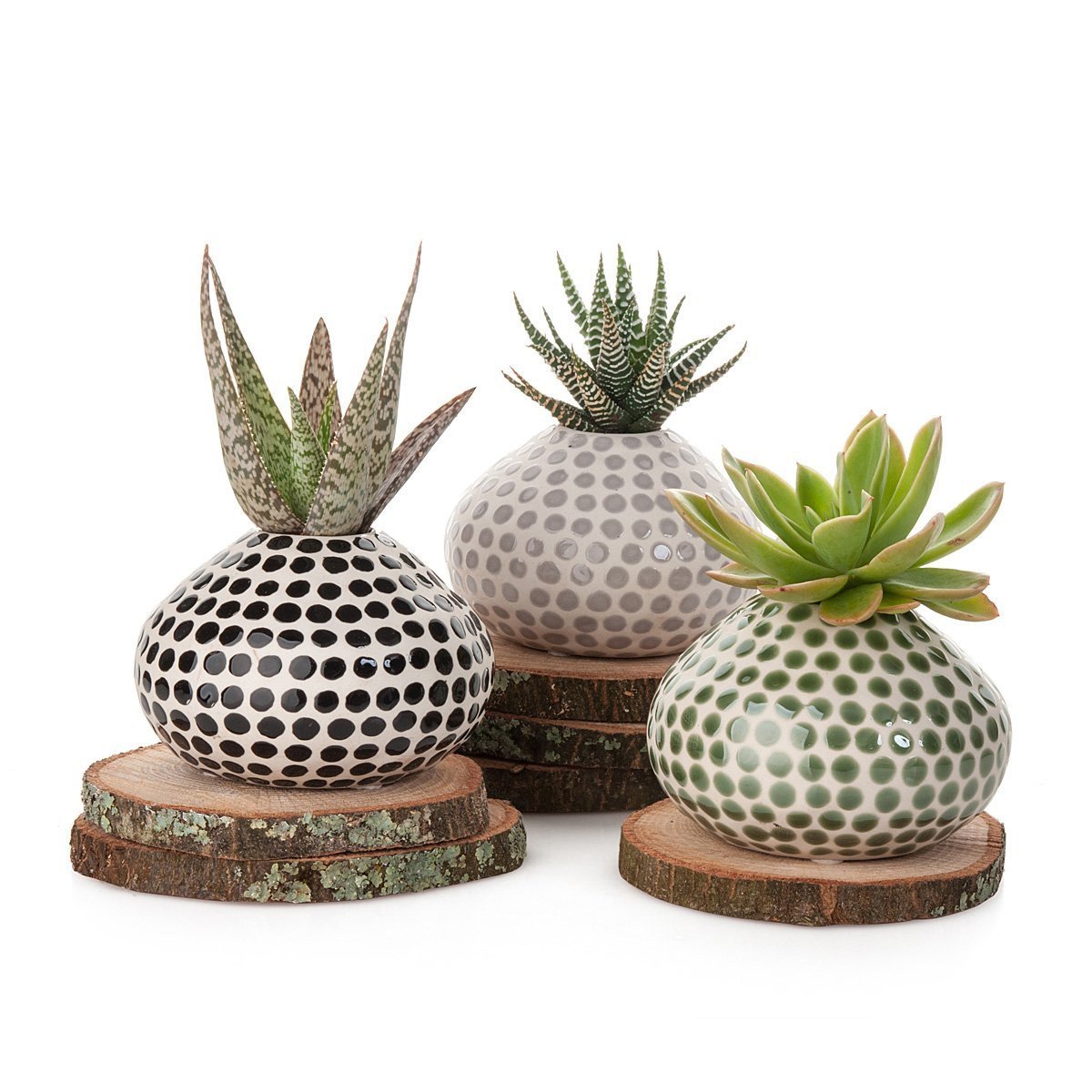 Succulent Spots Planter thumbnail