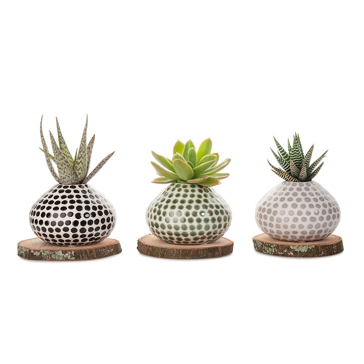 Succulent Spots Planter thumbnail