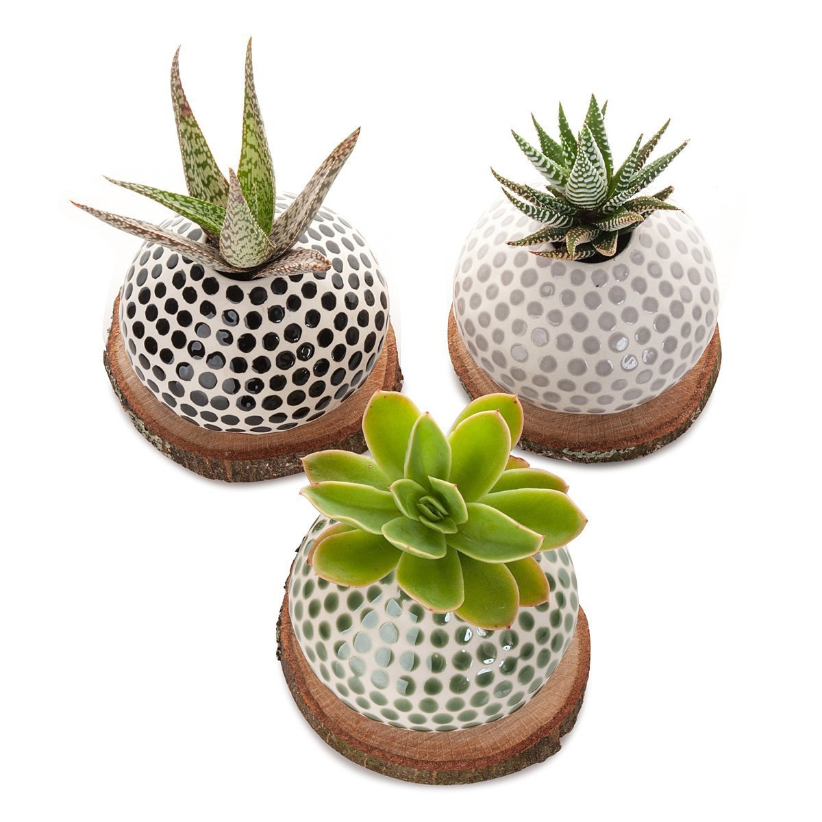 Succulent Spots Planter thumbnail