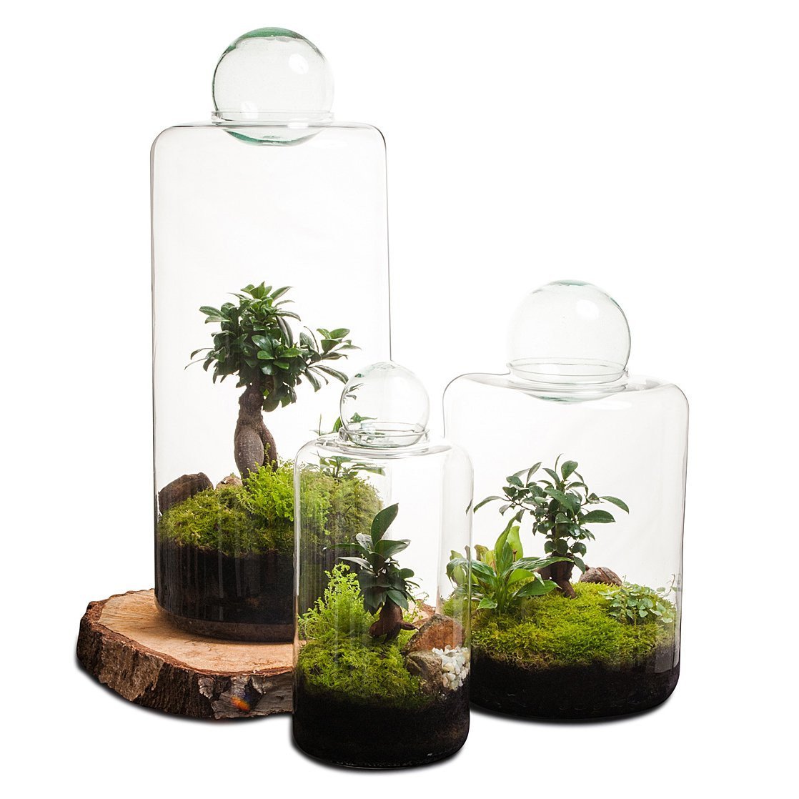 Small Capsule Terrarium miniaturansicht