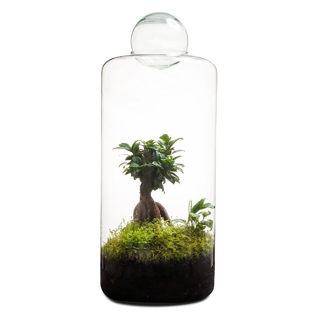 Super Size Garden Of Eden Terrarium thumbnail