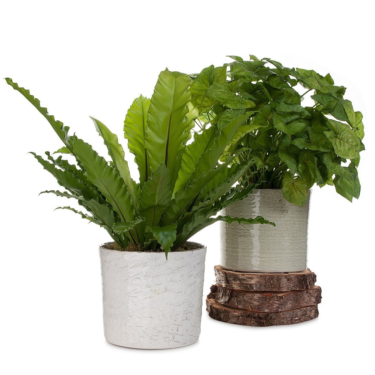 Syngonium Butterfly Beauty Planter thumbnail