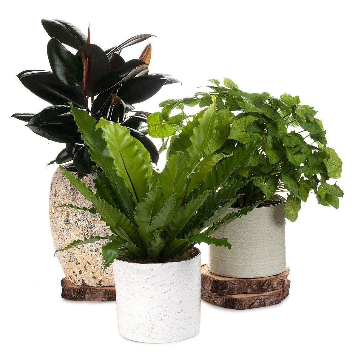 Syngonium Butterfly Beauty Planter thumbnail