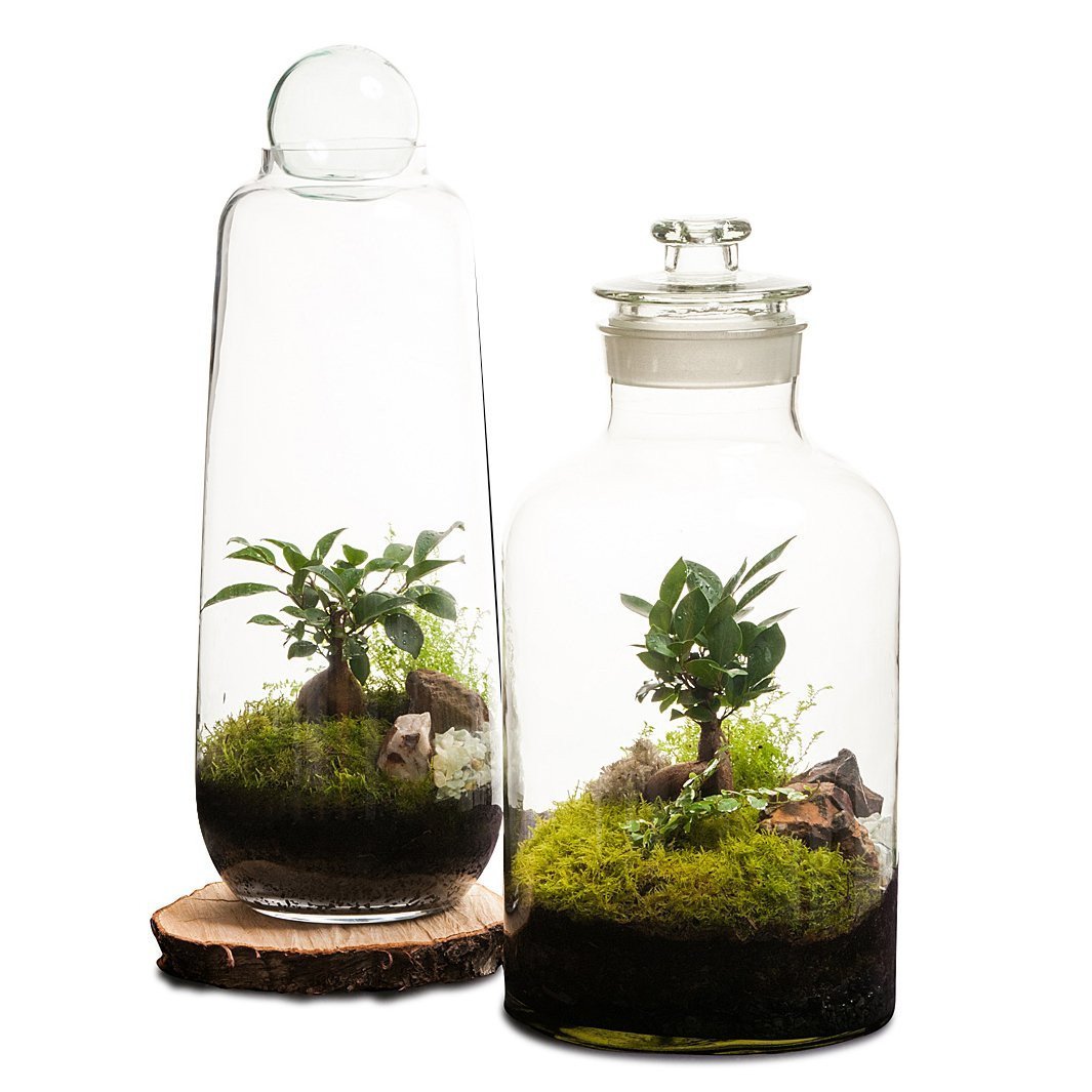 Tall Capsule Terrarium thumbnail