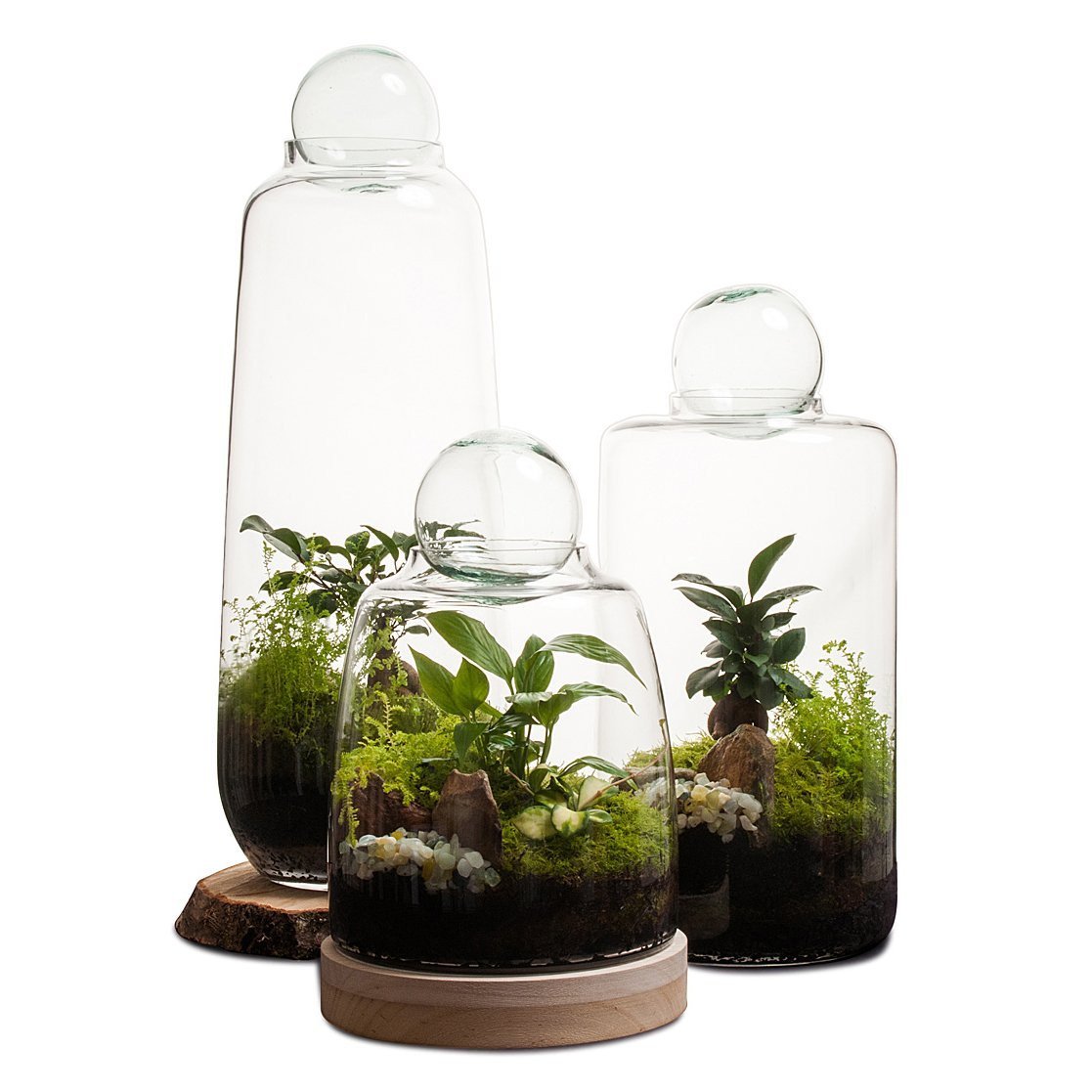 Soho Terrarium thumbnail