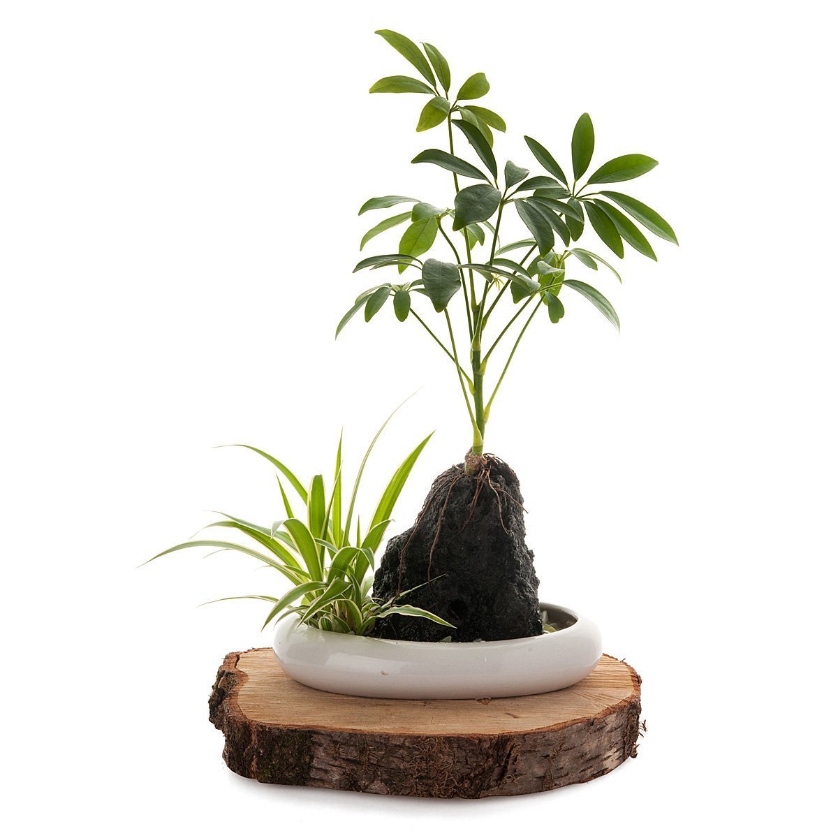 Volcanic Life - Umbrella Tree thumbnail