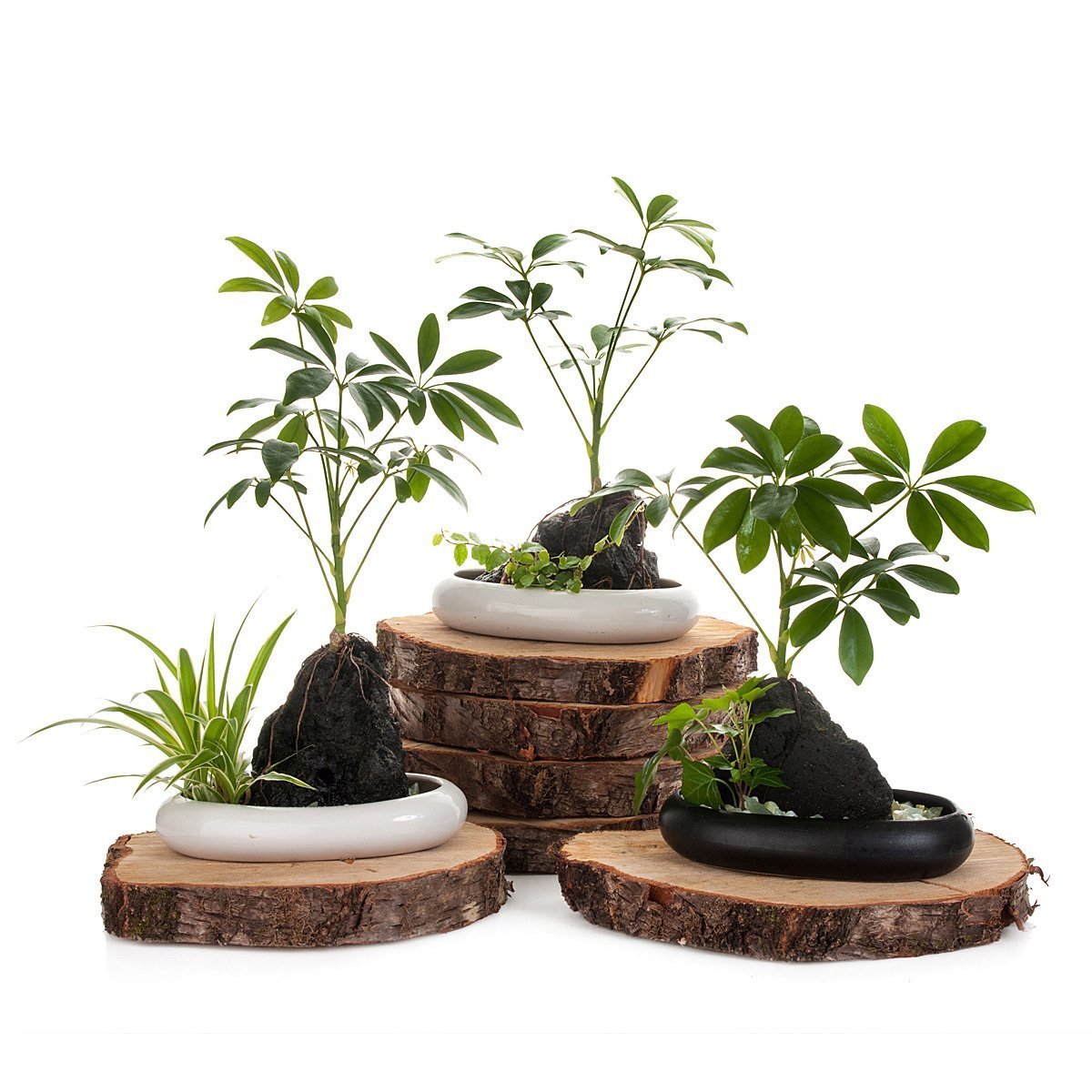 Volcanic Life - Umbrella Tree thumbnail