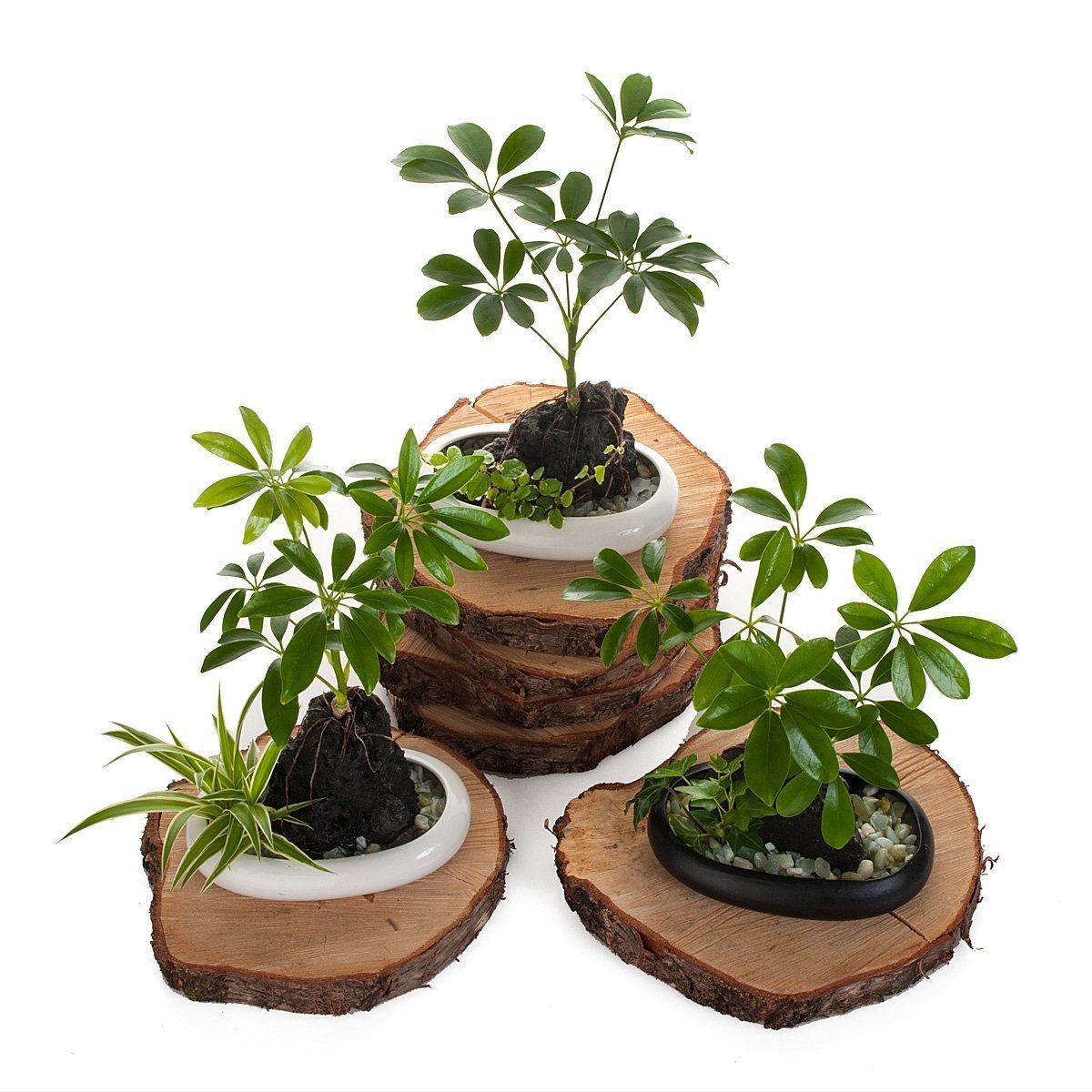 Volcanic Life - Umbrella Tree thumbnail
