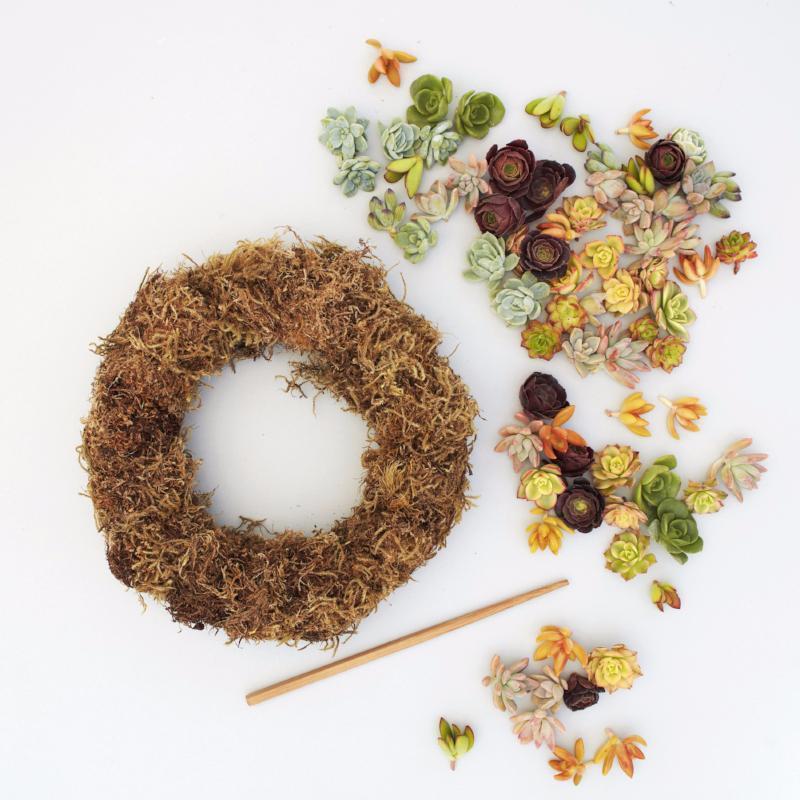 Succulent Wreath Kit